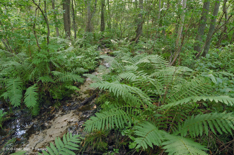 السهول الساحلية/مستنقع بيدمونت الخارجي الحمضي - CEGL006238