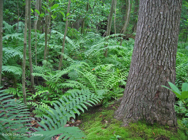 السهول الساحلية/مستنقع بيدمونت الخارجي الحمضي - CEGL006238