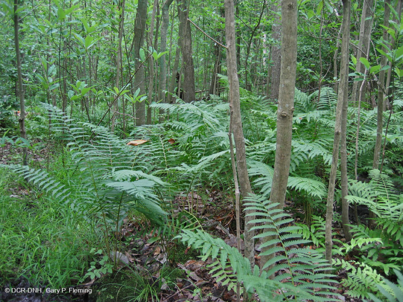 السهول الساحلية/مستنقع بيدمونت الخارجي الحمضي - CEGL006238