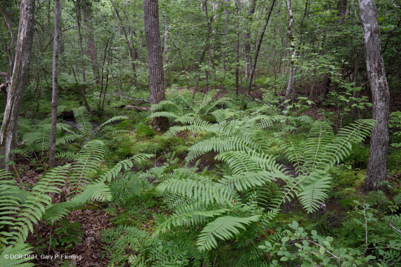 السهول الساحلية/مستنقع بيدمونت الخارجي الحمضي - CEGL006238