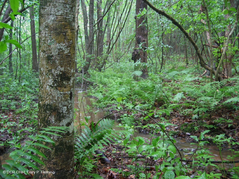 السهول الساحلية/مستنقع بيدمونت الخارجي الحمضي - CEGL006238