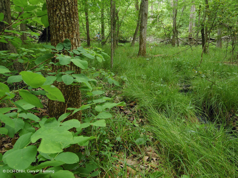 مستنقعات السهول الساحلية الجيرية الجيرية - CEGL006413