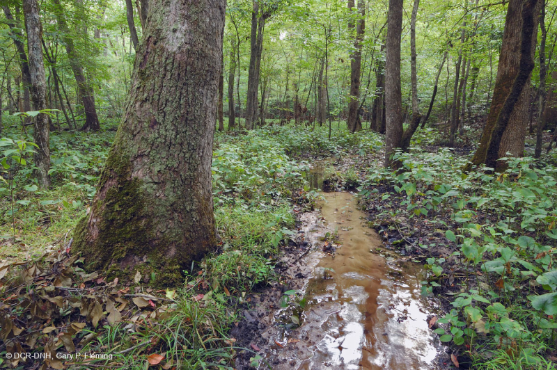 مستنقعات السهول الساحلية الجيرية الجيرية - CEGL006413