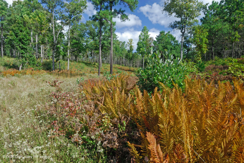 مستنقع السهول الساحلية/مستنقع بيدمونت الخارجي - CEGL006499
