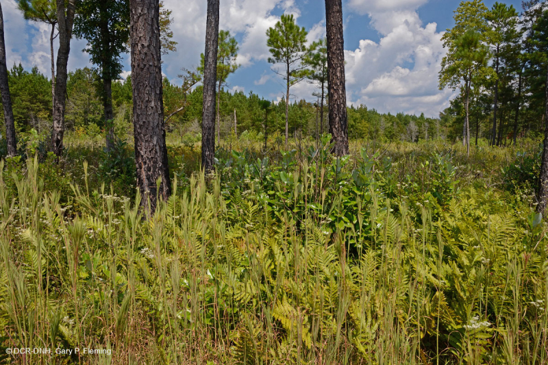 مستنقع السهول الساحلية/مستنقع بيدمونت الخارجي - CEGL006499