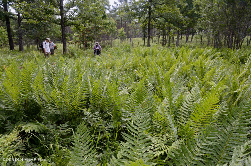 مستنقع السهول الساحلية/مستنقع بيدمونت الخارجي - CEGL006499