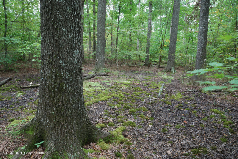 مستنقع مرتفعات بيدمونت المرتفعات المنخفضة (نوع بلوط الصفصاف) - CEGL007403