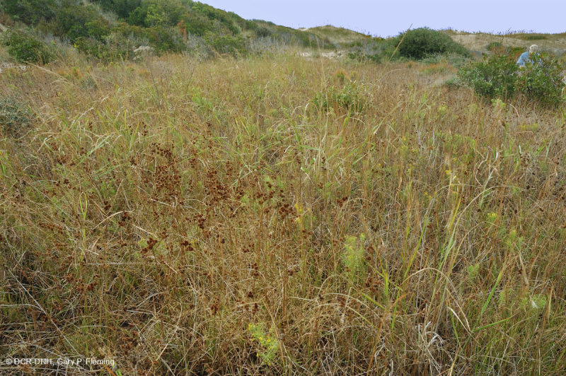 مستنقع بين الكثبان الرملية (نوع من أنواع الكثبان المختلطة) - CEGL004111