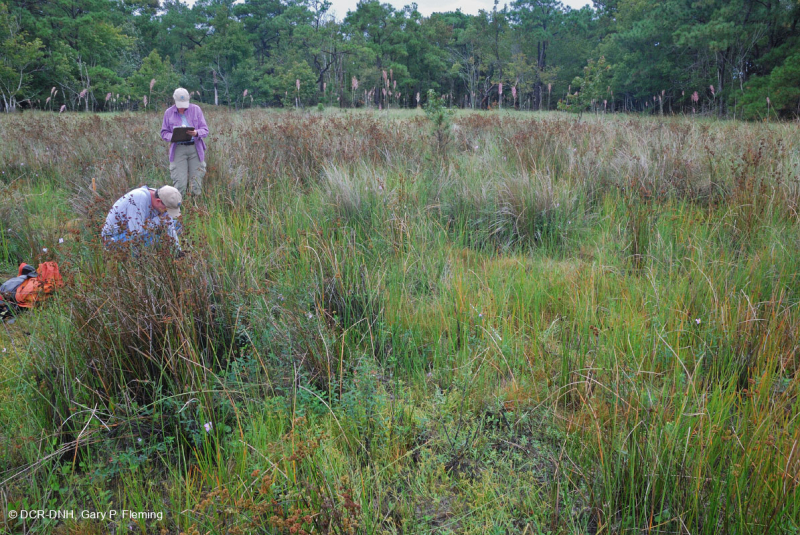 مستنقع بين الكثبان الرملية (نوع الأراضي العشبية الجنوبية المختلطة) - CEGL006840