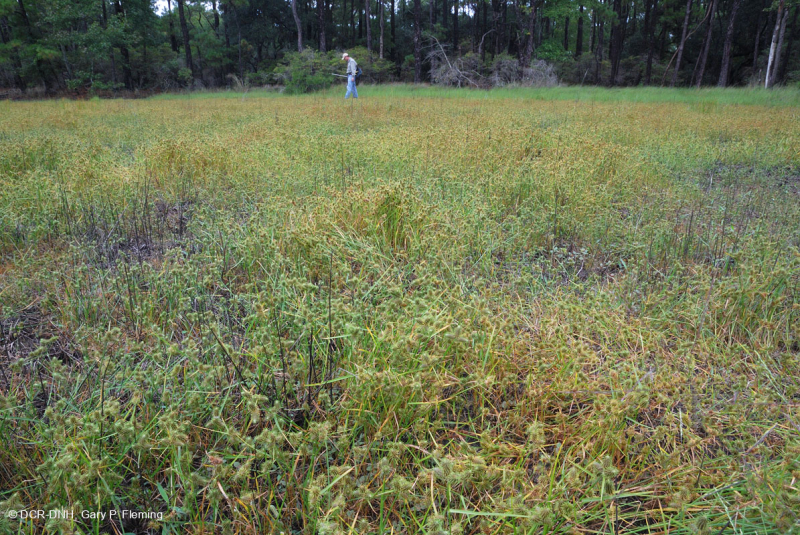 مستنقع بين الكثبان الرملية/بركة (غير مصنفة)