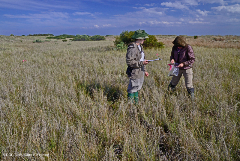 مستنقع بين الكثبان الرملية (نوع الأعشاب المالحة الملحية المالحة) - CEGL006342
