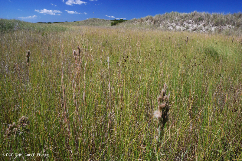 مستنقع بين الكثبان الرملية (نوع الأراضي العشبية المختلطة الشمالية) - CEGL004117