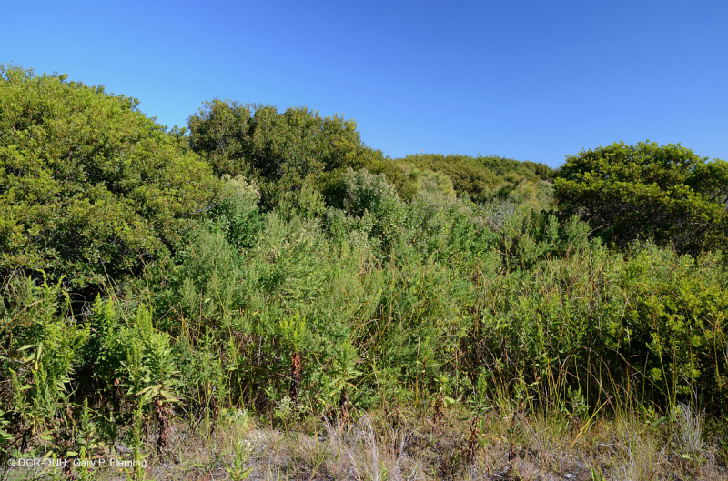 شجيرات الآس الشمعية بين الكثبان الرملية - CEGL003839