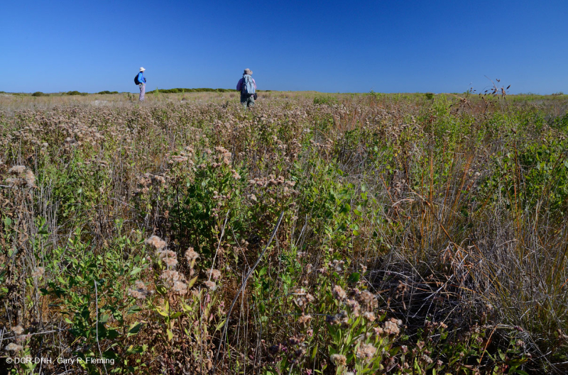 مستنقع بين الكثبان الرملية (نوع الأراضي العشبية المختلطة الشمالية) - CEGL004117