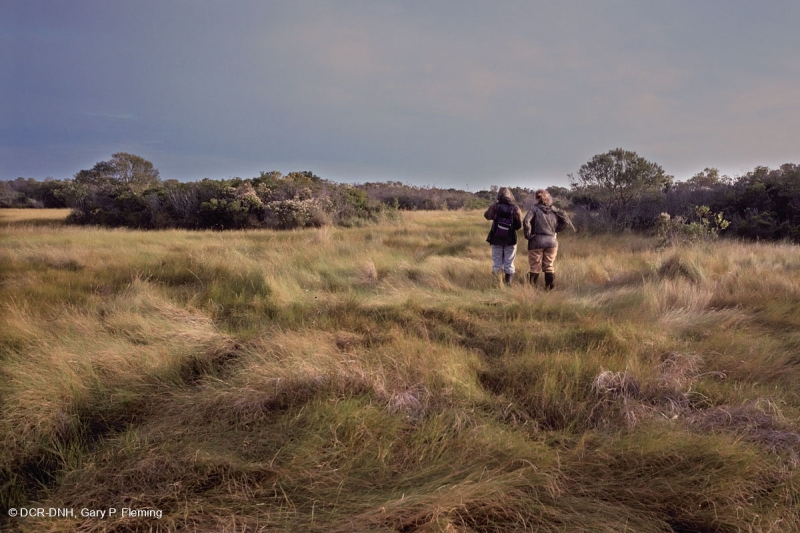 مستنقع بين الكثبان الرملية (نوع الأعشاب المالحة الملحية المالحة) - CEGL006342