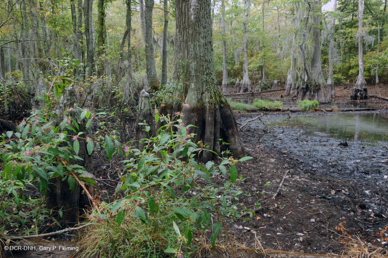 غابة المستنقعات البحرية (نوع السرو الأصلع) - CEGL004079