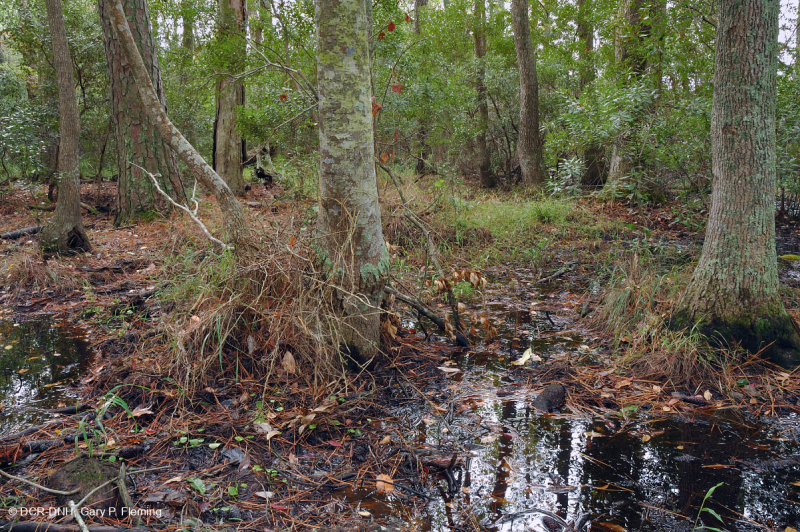 غابة المستنقعات البحرية (القيقب الأحمر - نوع التوبيلو) - CEGL004082