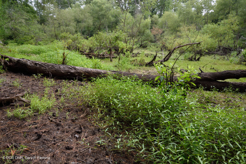 غابة المستنقعات البحرية (نوع الصفصاف الأسود) - CEGL006348