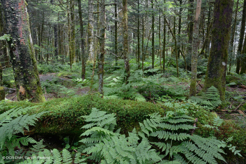 غابة فريزر التنوب - CEGL006049