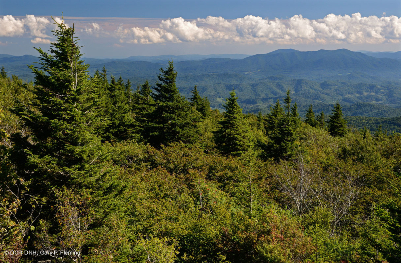 غابة شجر التنوب الأحمر الآبالاش الجنوبية (نوع الشجيرات المتساقطة الأوراق) - CEGL007131