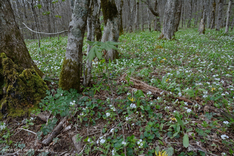 غابات الأبالاش الجنوبية الشمالية الصلبة الشمالية - CEGL007285
