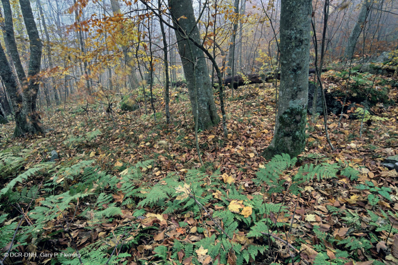 غابات الأبالاش الجنوبية الشمالية الصلبة الشمالية - CEGL007285