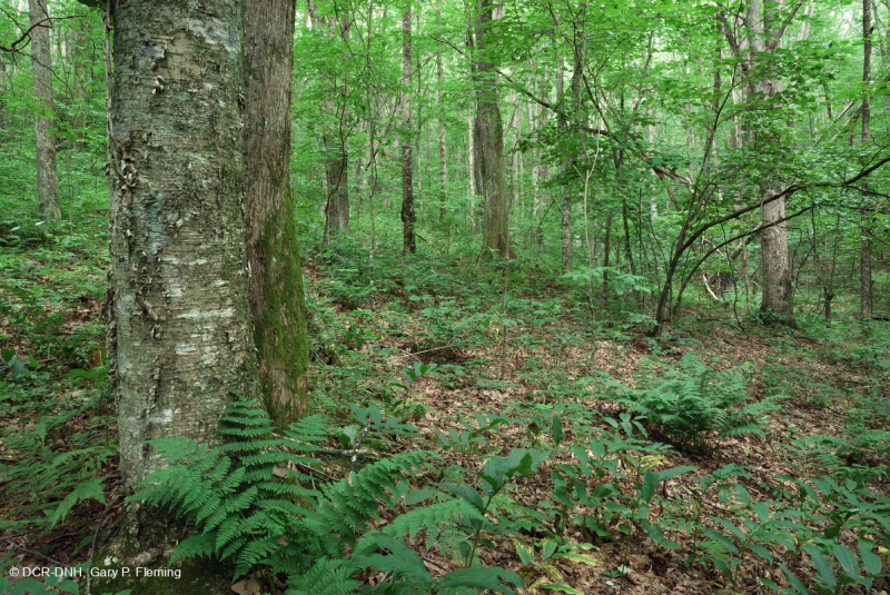 غابات الأبالاش الجنوبية الشمالية الصلبة الشمالية - CEGL007285