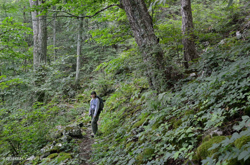 غابة الأبالاش الشمالية الصلبة الوسطى من خشب الأبالاش الصلب الشمالي (نوع البتولا الأصفر - البلوط الأحمر الشمالي) - CEGL008502