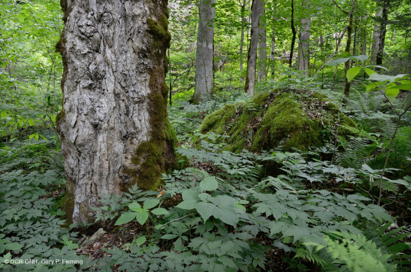 غابة الأبالاش الجنوبية الغنية بالقيقب الجنوبي (سكر القيقب - نوع باكاي) - CEGL007695