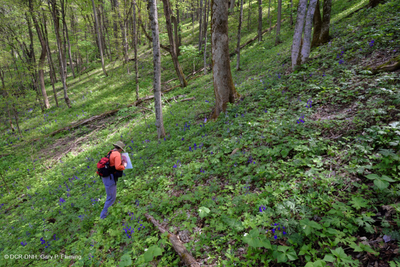 غابة الأبالاش الجنوبية الغنية بالقيقب الجنوبي (سكر القيقب - نوع باكاي) - CEGL007695