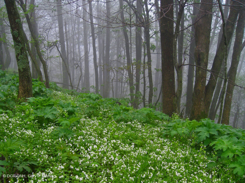 غابة الأبالاش الجنوبية الغنية بالقيقب الجنوبي (سكر القيقب - نوع باكاي) - CEGL007695