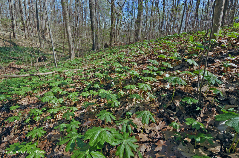 السهل الساحلي/غابة بييمونتي الخارجية الوسطى الأساسية - CEGL006055