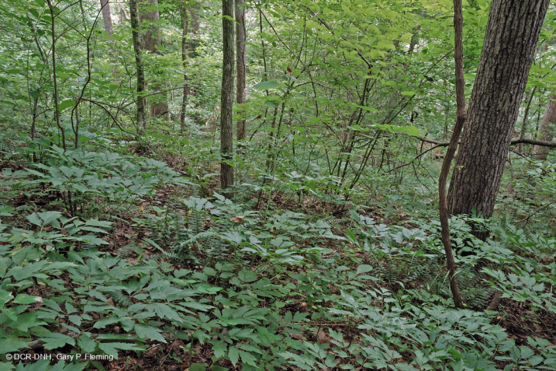 غابة بيدمونت الداخلية/غابة بلو ريدج السفلى المتوسطة الأساسية - CEGL006186