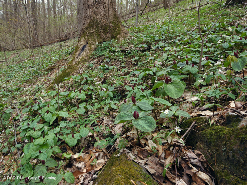 غابات الآبالاش الوسطى/غابات بيدمونت الأساسية المتوسطة (توينليف - نوع بلو كوهوش) - CEGL008412