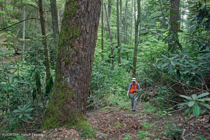 غابة جنوب الآبالاش الحمضية الجنوبية - CEGL007543