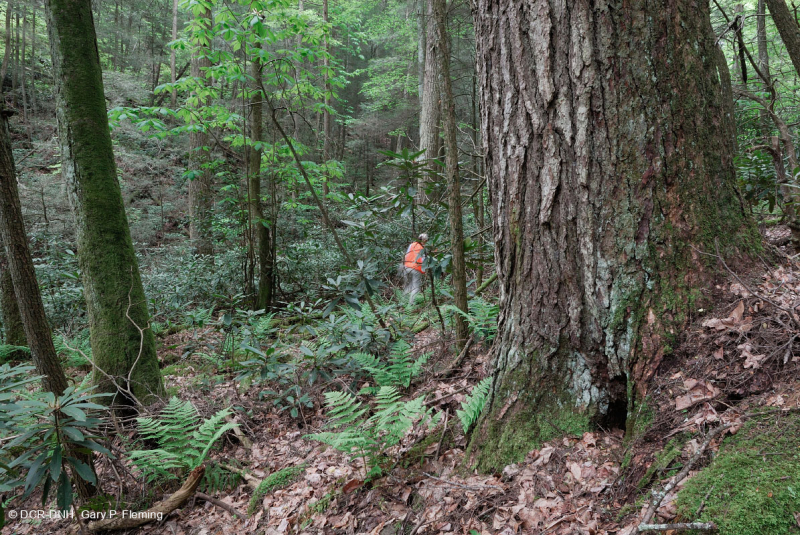 غابة جنوب الآبالاش الحمضية الجنوبية - CEGL007543