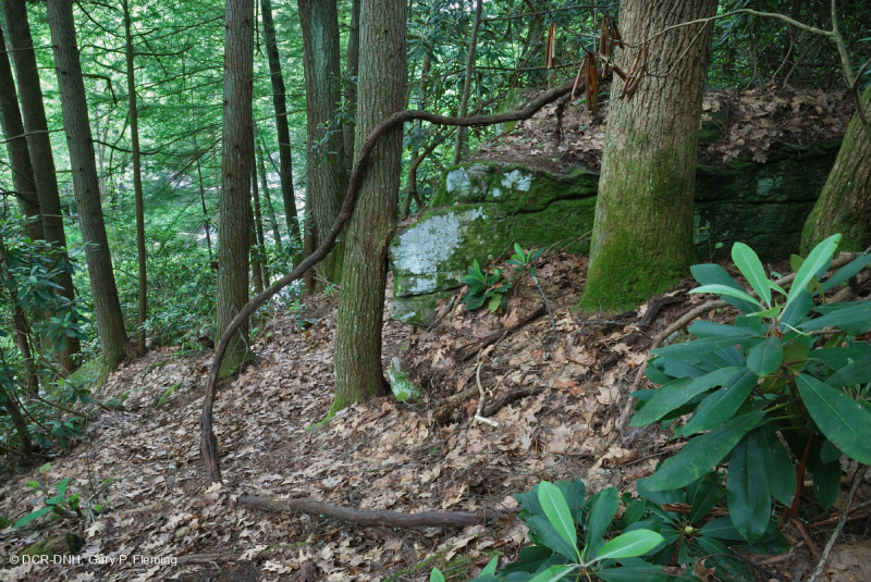 غابة جنوب الآبالاش الحمضية الجنوبية - CEGL007543