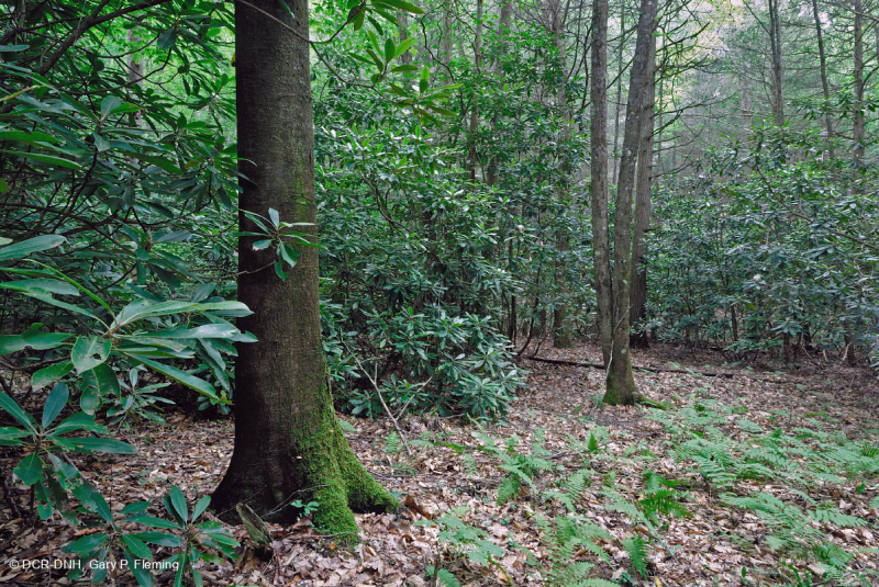 غابة جنوب الآبالاش الحمضية الجنوبية - CEGL007543