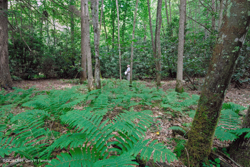 غابة جنوب الآبالاش الحمضية الجنوبية - CEGL007543