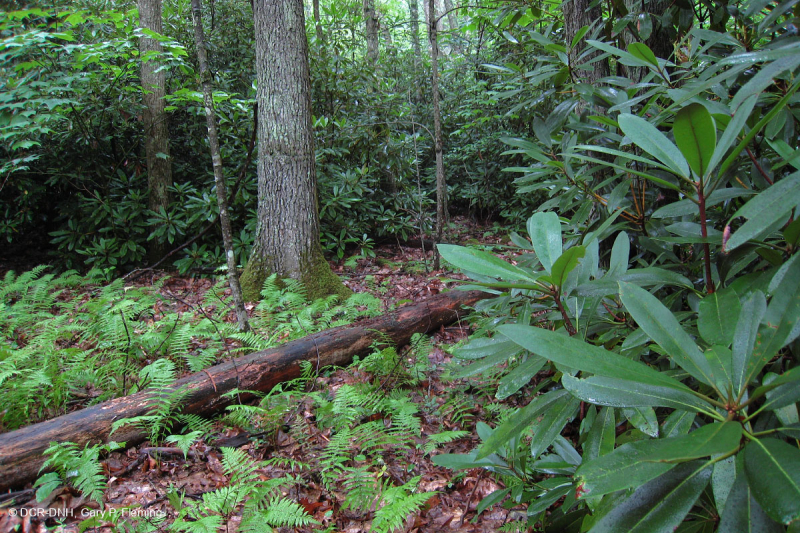 غابة جنوب الآبالاش الحمضية الجنوبية - CEGL007543