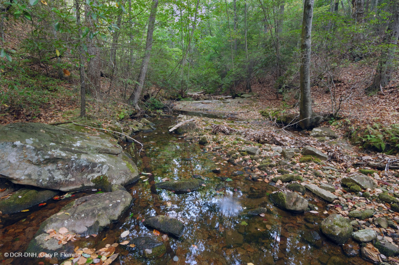 غابة الأبلاش الوسطى الحمضية الحمضية (نوع الشوكران - بلوط الكستناء) - CEGL008512