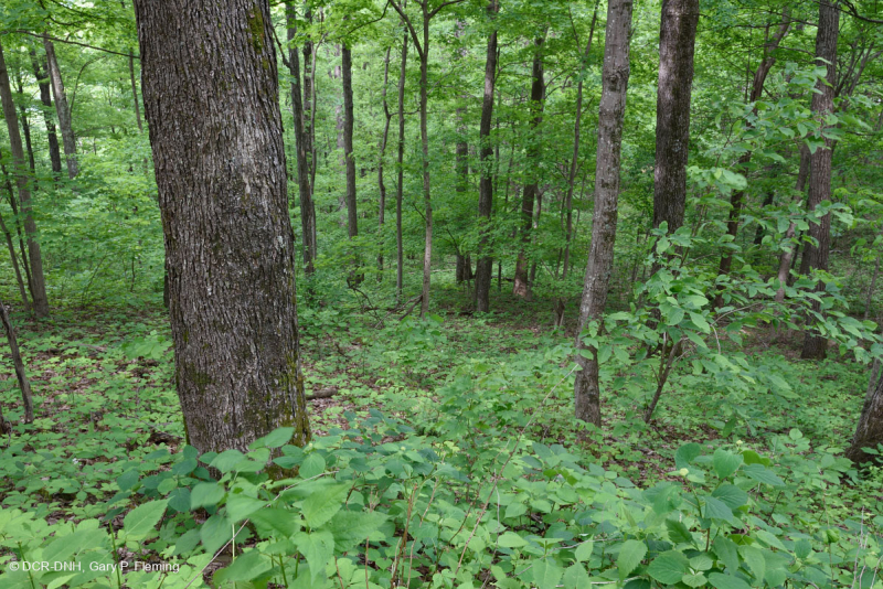 غابة جافة-متوسطة جافة كلسية جيرية (نوع التلال والأودية الجنوبية/كمبرلاندز) - CEGL007233