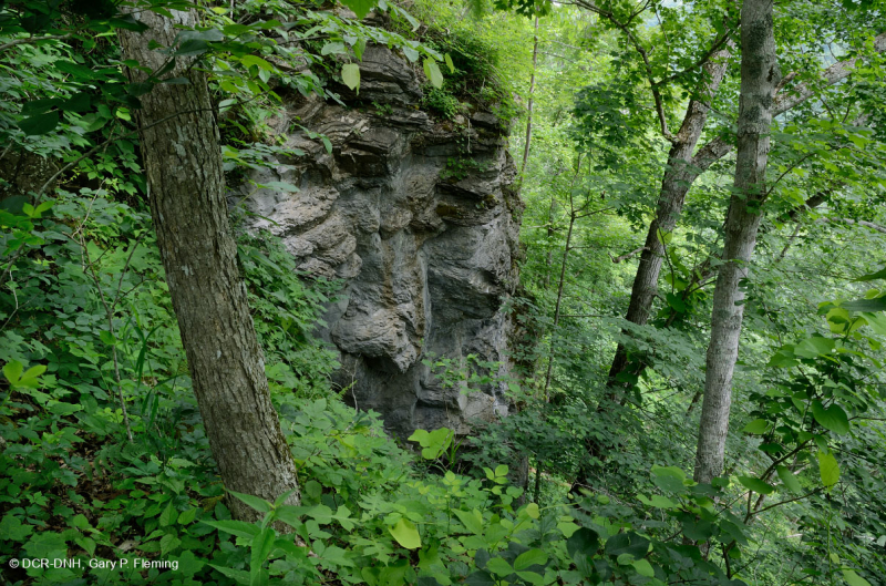 غابة جافة-متوسطة جافة كلسية جافة (بلوط الشينكابين - نوع الأخشاب الصلبة المختلطة) - CEGL004793