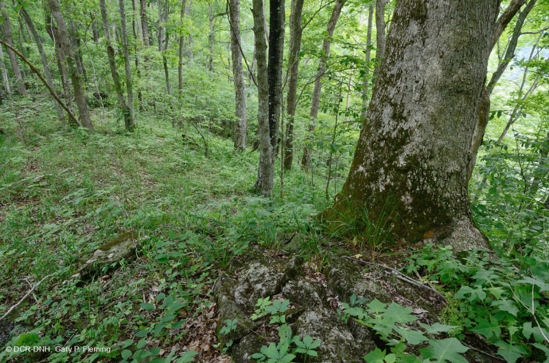 غابة جافة-متوسطة جافة كلسية جافة (بلوط الشينكابين - نوع الأخشاب الصلبة المختلطة) - CEGL004793