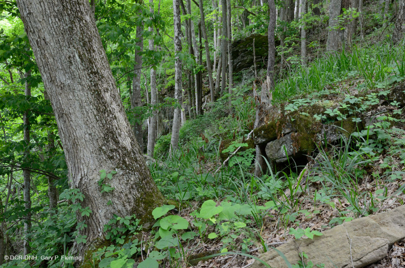 غابة جافة-متوسطة جافة كلسية جافة (بلوط الشينكابين - نوع الأخشاب الصلبة المختلطة) - CEGL004793