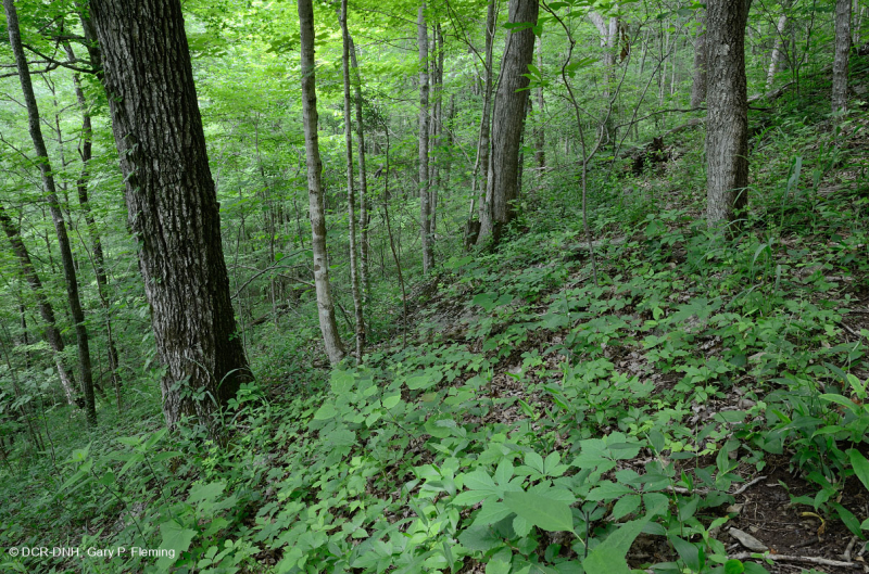 غابة جافة-متوسطة جافة كلسية جافة (بلوط الشينكابين - نوع الأخشاب الصلبة المختلطة) - CEGL004793