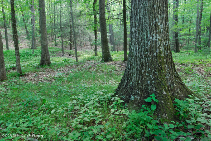 غابة جافة-متوسطة جيرية جافة (سكر القيقب - نوع البلوط الأحمر الشمالي) - CEGL008517