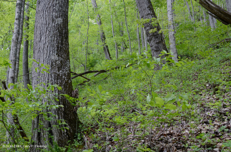 غابة جافة-متوسطة جيرية جافة (سكر القيقب - نوع البلوط الأحمر الشمالي) - CEGL008517