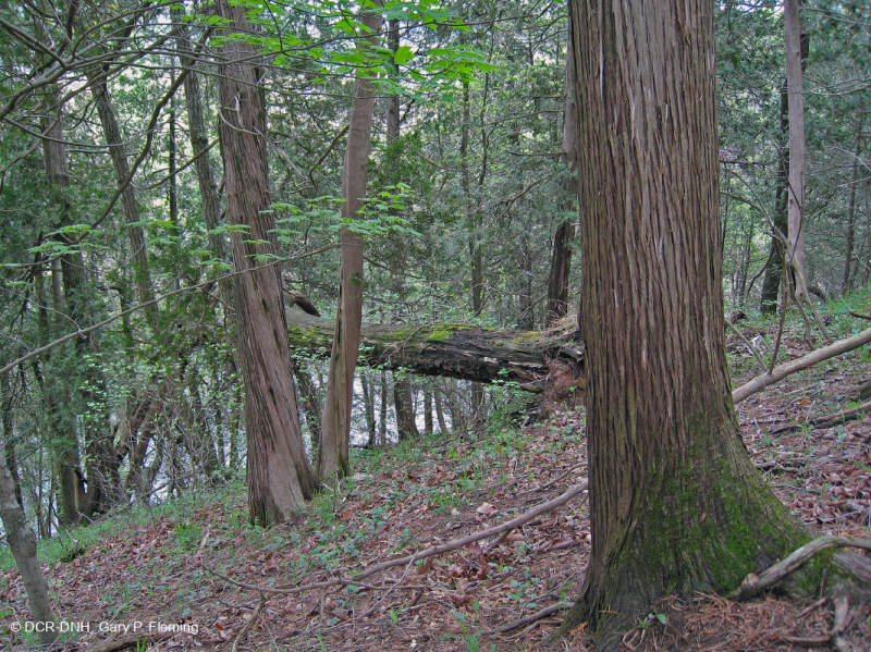 غابة منحدر الأرز الأبيض الشمالي الأبيض - CEGL008426