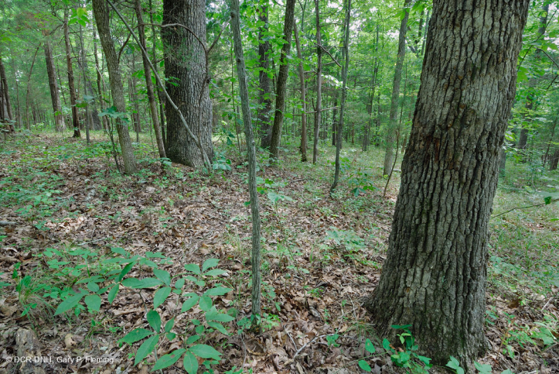 غابة جنوب بيدمونت هاردبان الجنوبية - CEGL003714